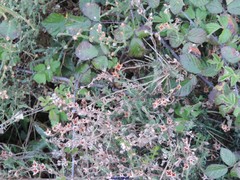 Cistus lasianthus alyssoides