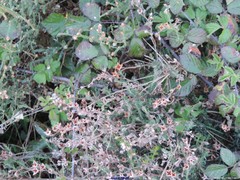 Cistus lasianthus alyssoides