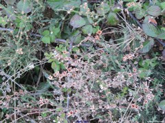 Cistus lasianthus alyssoides