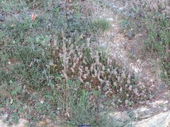 Ericeae