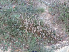 Ericeae