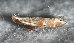 Battaristis vittella