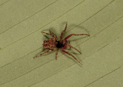 Wagneriana