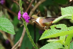 Selasphorus scintilla