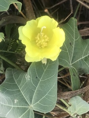 Gossypium tomentosum