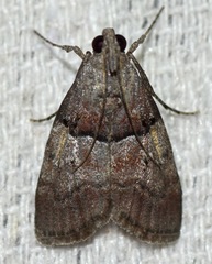 Pococera robustella