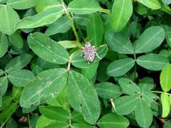 Cydianerus latruncularius