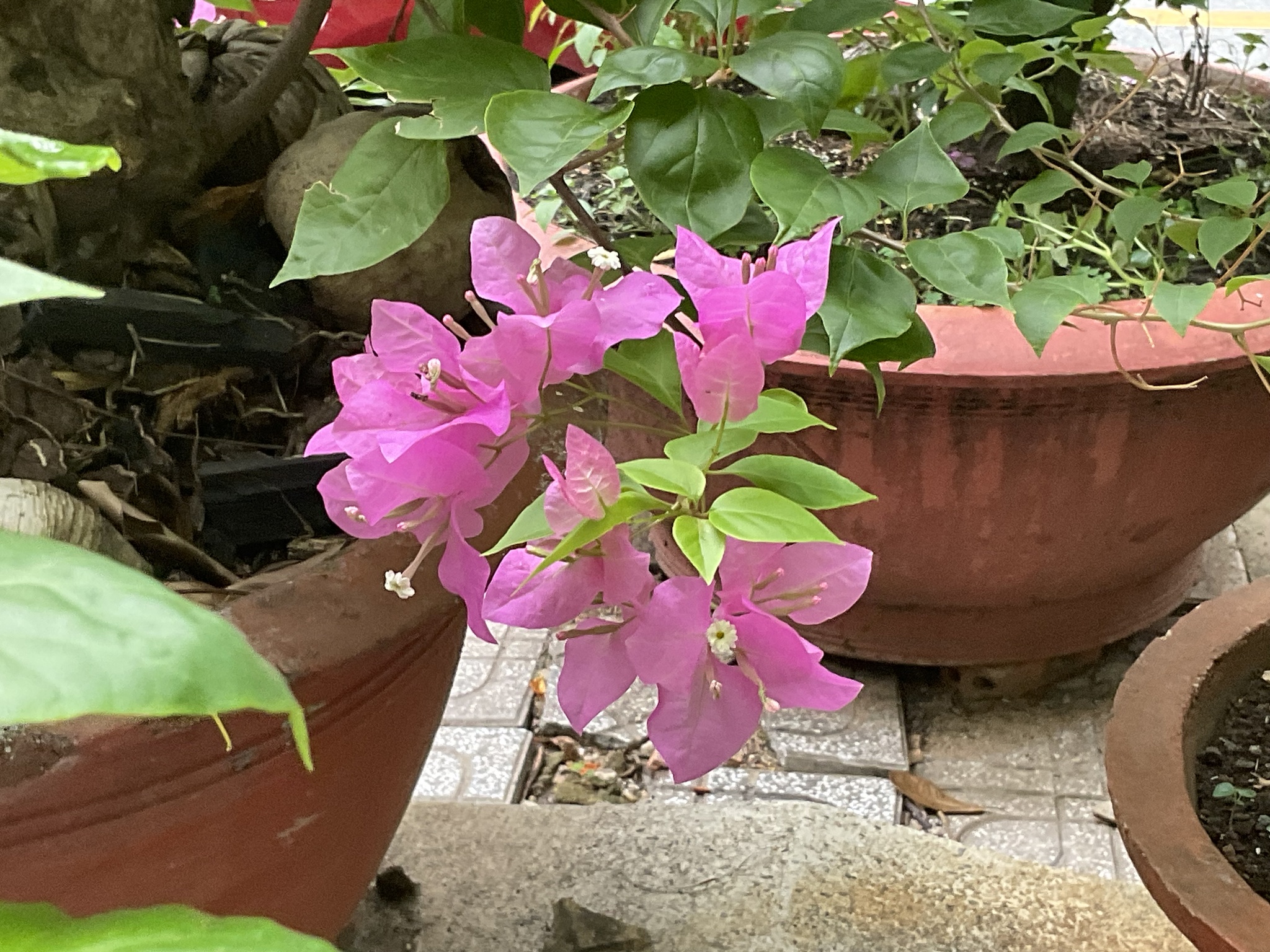 Bougainvillea spectabilis — ảnh 2
