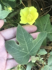 Gossypium tomentosum