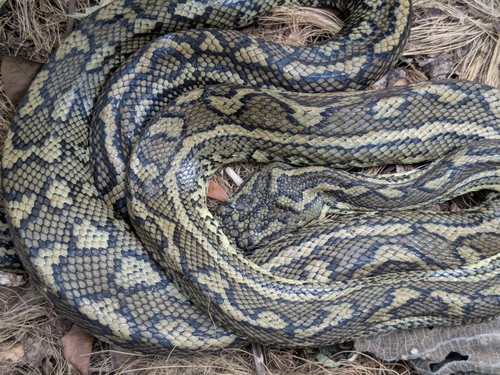 Coastal Carpet Python sighting