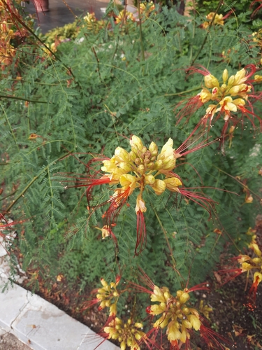 Caesalpinia gilliesii, photographed by an iNaturalist contributor