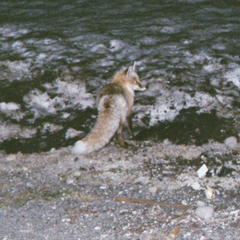 Vulpes vulpes cascadensis