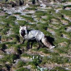 Vulpes vulpes cascadensis
