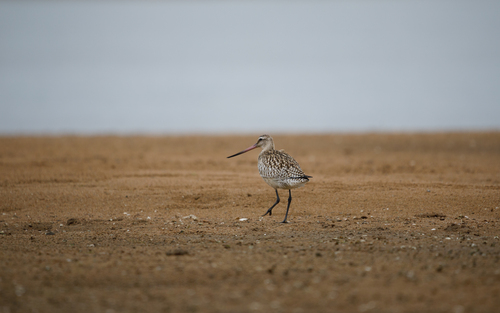 Bar-tailed Godwit