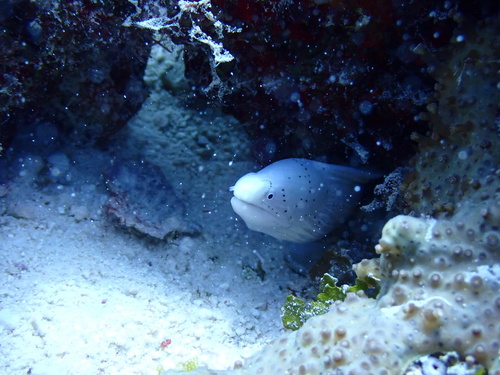 Geometric Moray — seen at this dive site