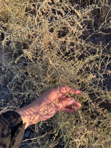 saline wormwood (Artemisia santonicum)