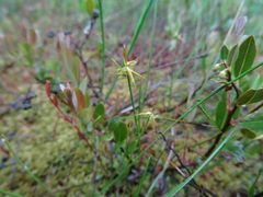Carex pauciflora