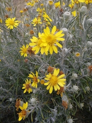 Senecio mairetianus