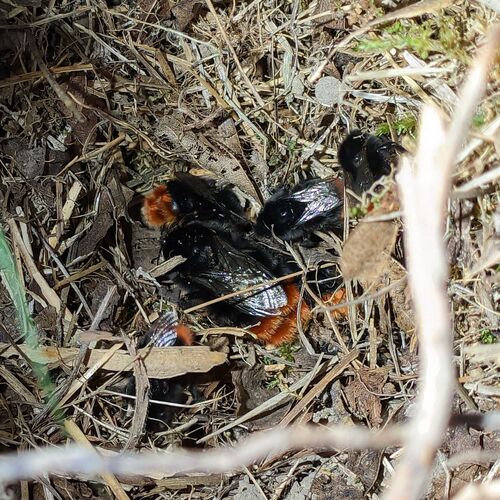 Red-tailed bumblebee