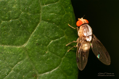 Steganinae