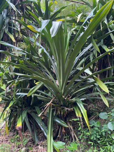 Pandanus dubius, photograph 4