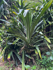 Pandanus dubius, photograph (c) Gabriel, some rights reserved (CC BY)