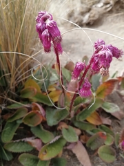 Senecio roseus