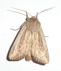 Leucania phragmitidicola