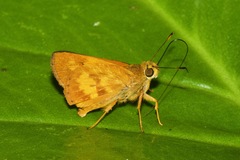 Racta plasma