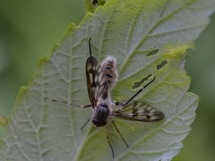 Furia ithacensis