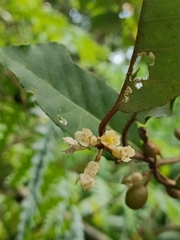 Elaeagnus thunbergii, photograph (c) Yinling Chen, some rights reserved (CC BY)