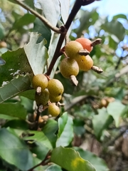 Elaeagnus thunbergii, photograph (c) Yinling Chen, some rights reserved (CC BY)
