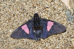 Mimoniades nurscia