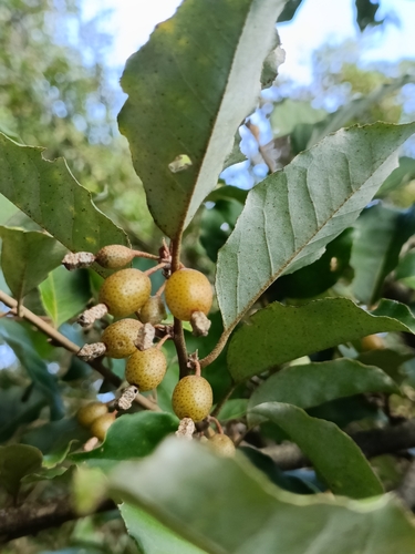 Elaeagnus thunbergii, photograph 6