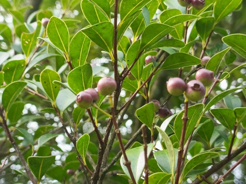 Syzygium elliptifolium