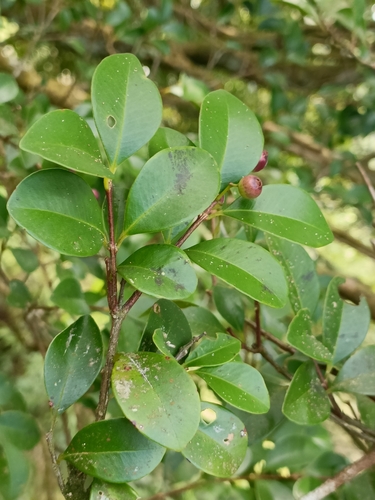 Syzygium elliptifolium, photograph 1
