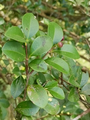 Syzygium elliptifolium, photograph (c) Yinling Chen, some rights reserved (CC BY)