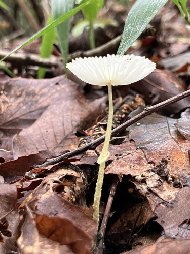 Leucocoprinus fragilissimus