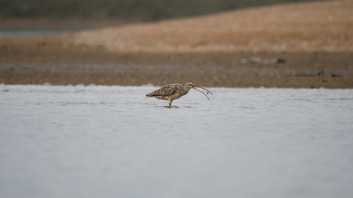 Far Eastern Curlew