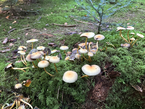 Grünblättriger Schwefelkopf