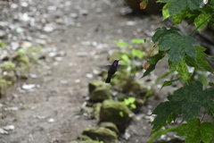 Lampornis amethystinus