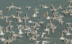Calidris alba