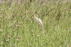 Botaurus poiciloptilus