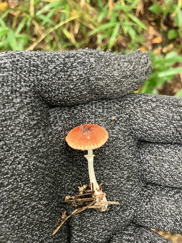 Leucoagaricus rubrotinctus