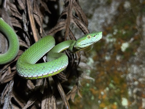 Trimeresurus nujiang