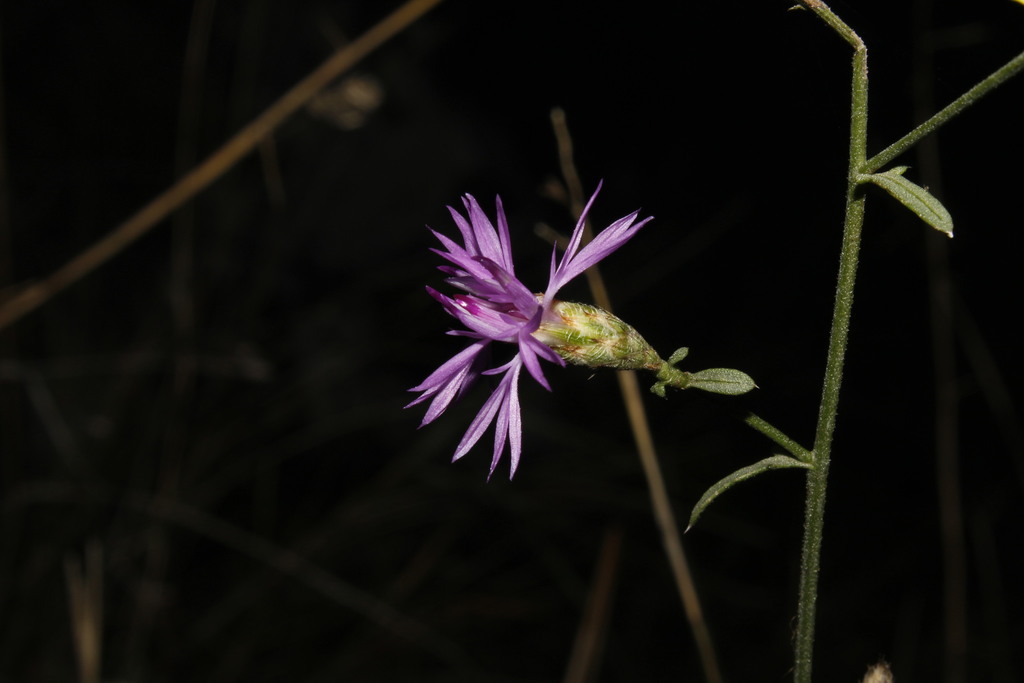 Centaurea grisebachii