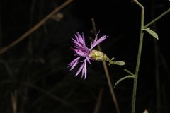 Centaurea grisebachii transiens