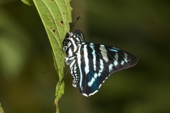Phocides pigmalion hewitsonius