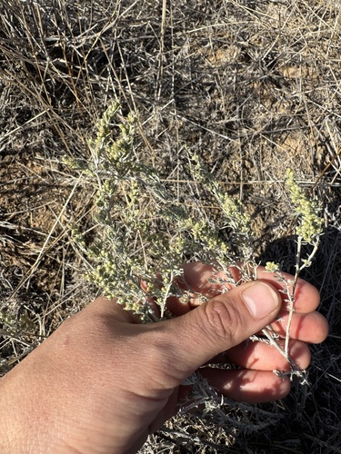 Taurine Wormwood (Artemisia taurica)