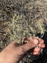 Artemisia taurica